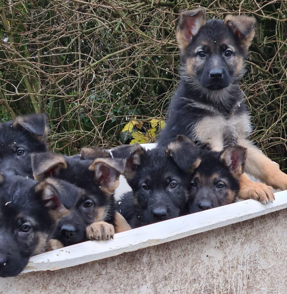 Wat de Duitse Herder prijs bepaald
