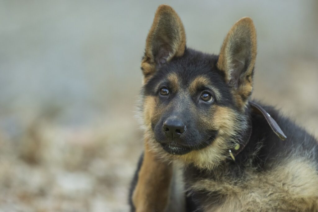 Duitse Herder puppy