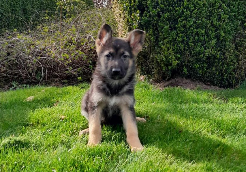 Duitse Herder puppy