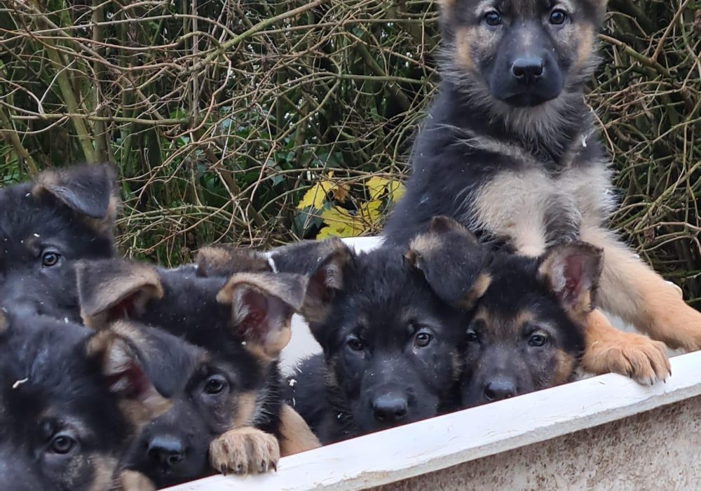 Een Duitse Herder fokker: waar moet je op letten?