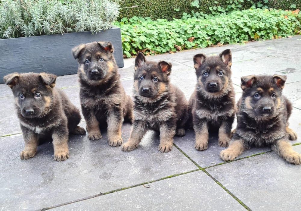 Duitse Herder puppys