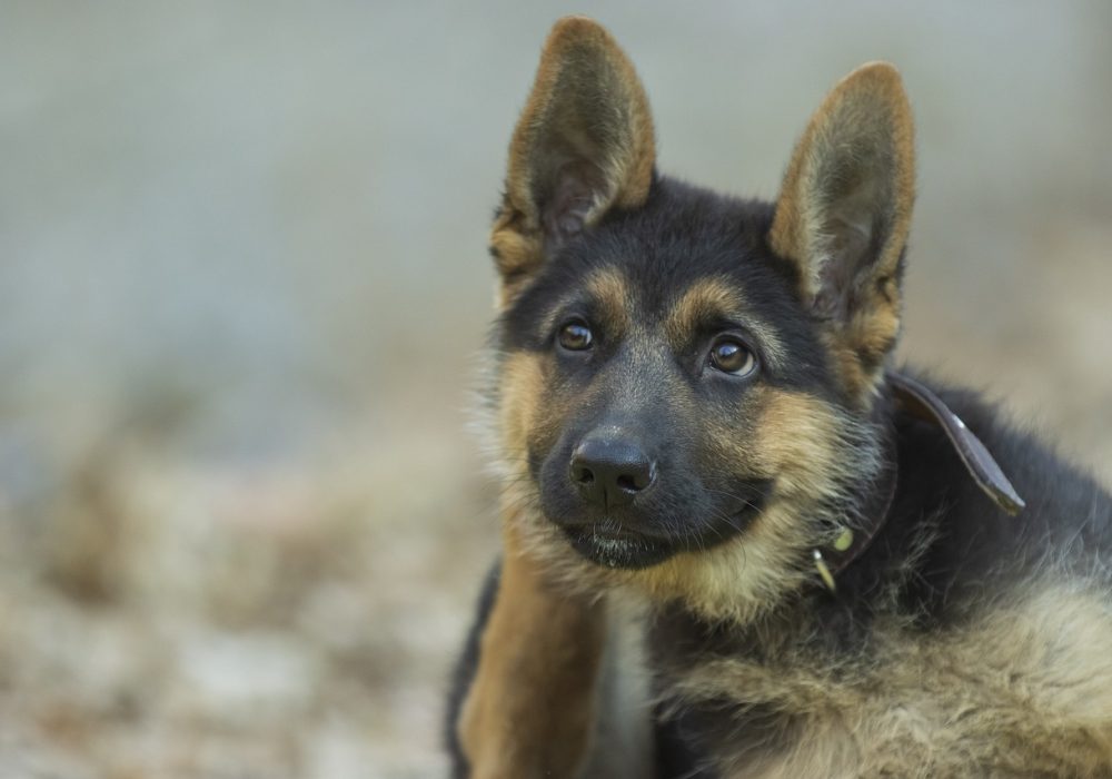 Duitse Herder puppy