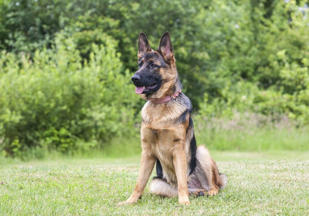 Karaktereigenschappen van een Duitse Herder